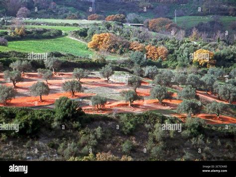 Olive Tree Cultivation Hi Res Stock Photography And Images Alamy