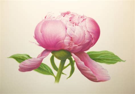 Image Result For Karen Kluglein Botanical Artist Botanical