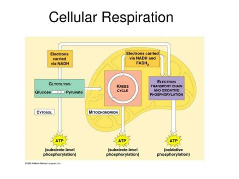 Ppt Cellular Respiration Powerpoint Presentation Free Download Id6562353