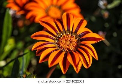 14,068 Gazania Flowers Images, Stock Photos & Vectors | Shutterstock