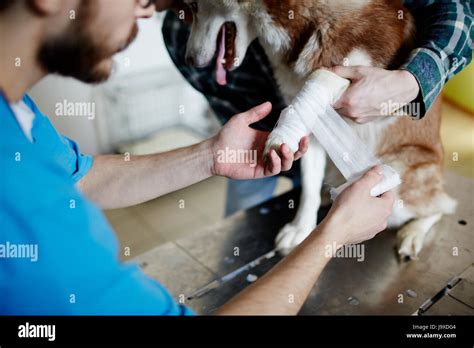 Pata vendaje veterinaria fotografías e imágenes de alta resolución Alamy