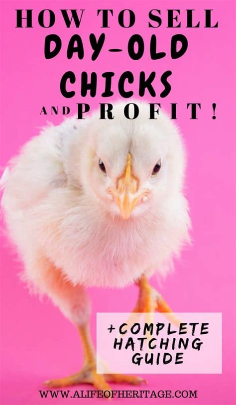 How To Make A Profit Selling Day Old Chicks By Hatching Chicken Eggs