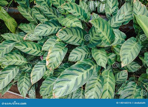 Botanical Calathea Plant With Green And Pink Leaves, Stock Photo ...