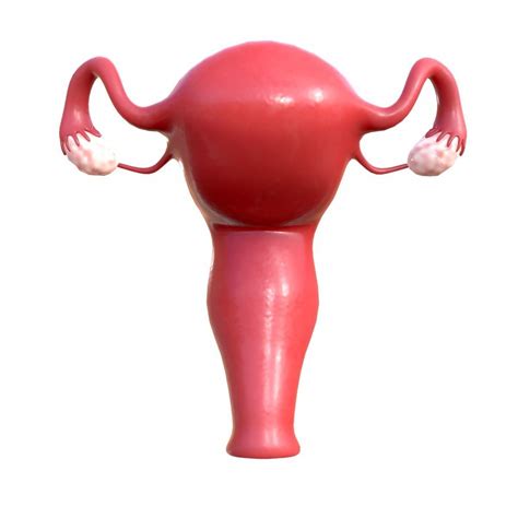 Female Reproductive System 3d Model Cgtrader