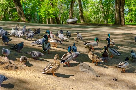 Una Bandada De Patos Est En El Suelo En Un Parque Foto Premium