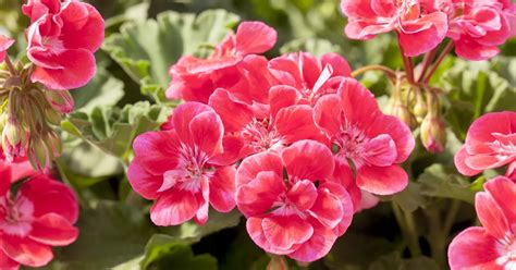 Zonal Pelargonie Savannah Texmex Fire