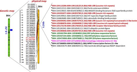 Candidate Genes Identified In The Mb Qtl Region Mapped On