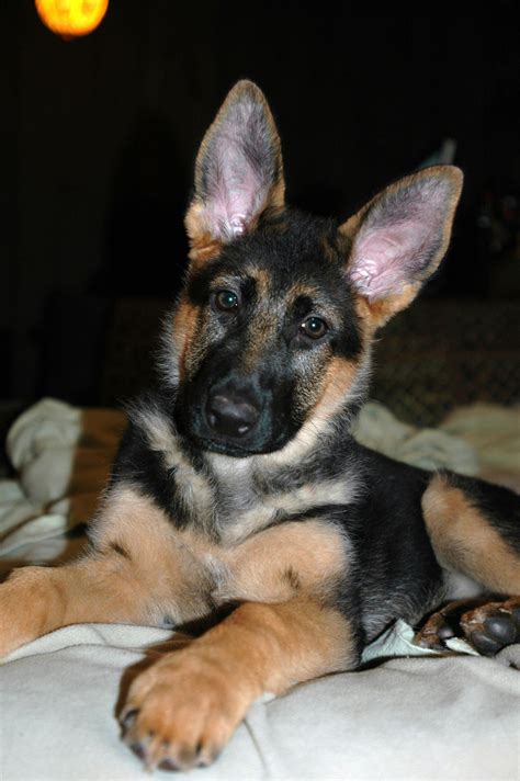 German Shepherd Puppies At 3 Months Old Pets Lovers