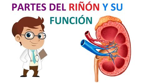 Partes Del Ri N Y Su Funci N Youtube