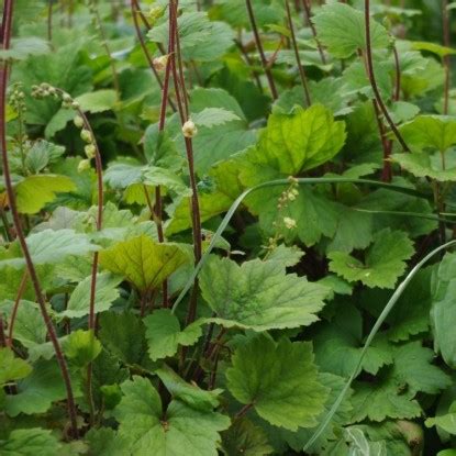 Купить саженцы многолетников в Беларуси, заказать корневища прочих ...