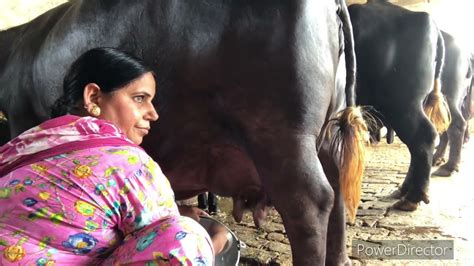 Evening Full Milking Vlog Ronakpunjabdi Youtube