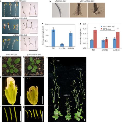 A Model For Auxin Response Through The Tir Auxin Receptor Pathway