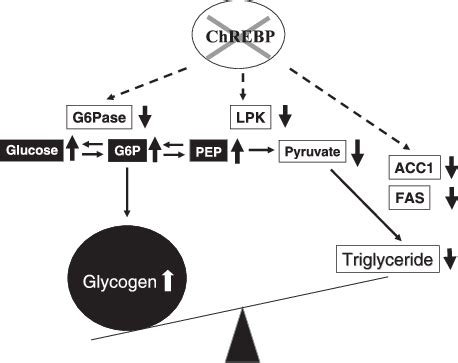 Deficiency Of Chrebp Induces Glycogen Accumulation And Decreases