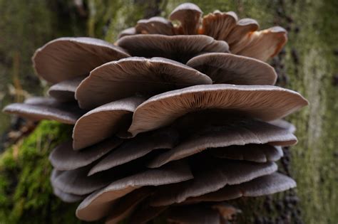 Champignons Les Plantes Champignon Photo Gratuite Sur Pixabay Pixabay