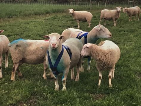 Reproductive Management Of The Ewe Flock And The Ram Osu Sheep Team