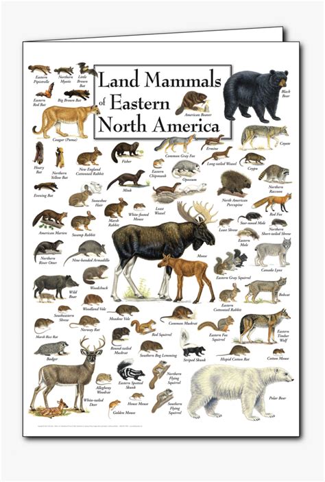 Mammals Of North America, HD Png Download - kindpng