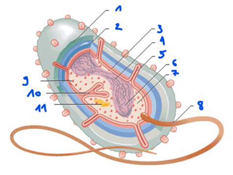 Bakteriologie Morphologie Und Wachstum Karteikarten Quizlet