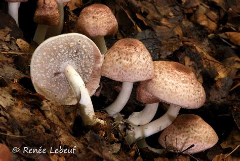 Agaricus subrufescens Agaric rubicond HRL1149 Renée Lebeuf Flickr