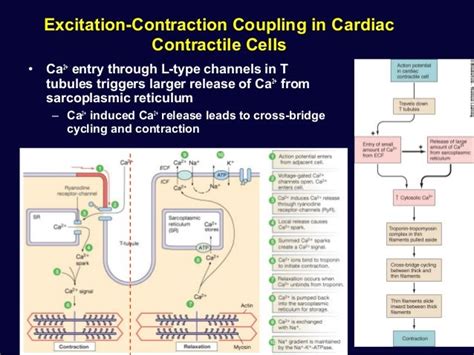 Cardiac physiology