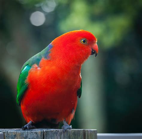 Brown Hawk on Focus Photo · Free Stock Photo