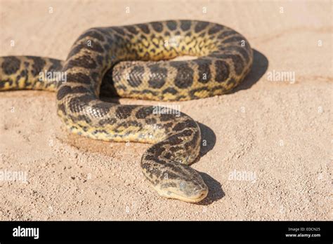 Closeup Of Desert Rock Python Snake Crawling On Sandy Arid Ground Stock