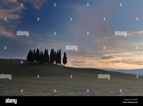 The Famous Small Group Of Cypresses Threes By San Quirico DOrcia Val D