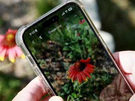 How To Identify Plants With Google Lens Robots Net