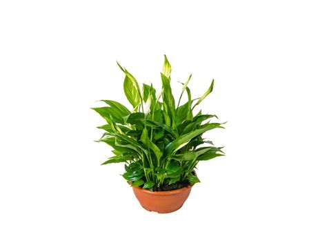 Skrzyd Okwiat Spathiphyllum Don Cm Kupuj W Obi