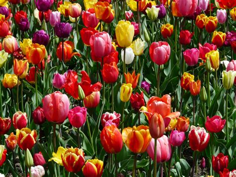 Fotos Gratis Paisaje Naturaleza Al Aire Libre Flor Blanco Luz De