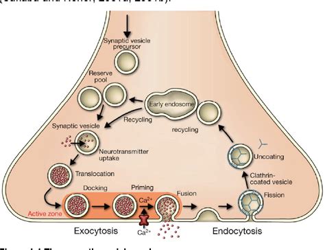 Figure 1 1 From The Role Of The Presynaptic Scaffold Protein Bassoon In