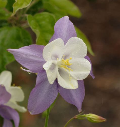 How To Grow Columbine From Seed West Coast Seeds