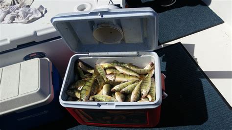 Lake Erie Perch Charters-Shamrock Fishing Charters are the Best.