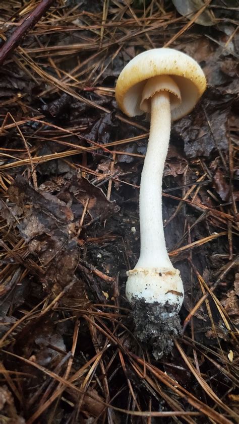 Rose Tinted Amanita From Sam D Hamilton Noxubee National Wildlife