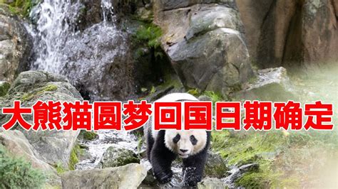 旅法大熊猫圆梦回国日期确定！回国时间推迟至7月25日！记录圆梦的五年成长之路！ Youtube