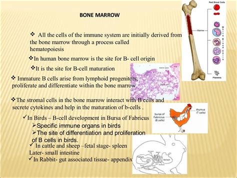 Lymphoid organs ppt