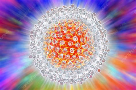 Hepatitis C Virus Illustration Stock Image F Science