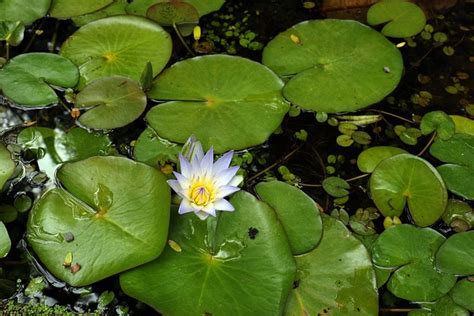 Water Lily Aquatic Plant Joint Free Photo On Pixabay Pixabay