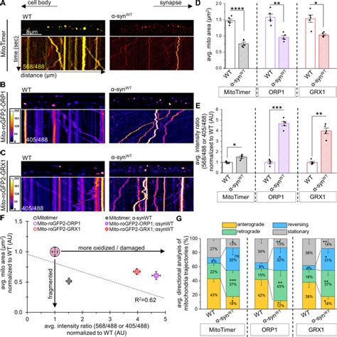 Differential Mitochondrial Roles For Synuclein In Drp Dependent