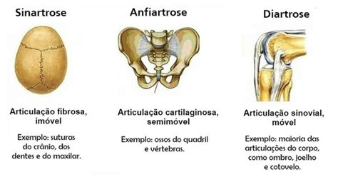 Que Tipo De Articulação Encontrada No Joelho