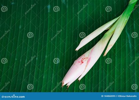 Bunga Kantan Known As Torch Ginger Flower With Scientific Name