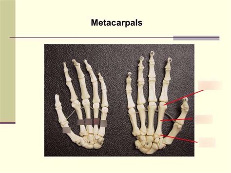 Metacarpals Phalanges Diagram Quizlet