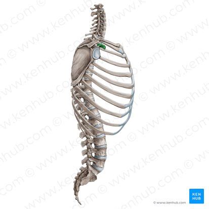 Proceso coracoides Anatomía inserciones y ubicación Kenhub