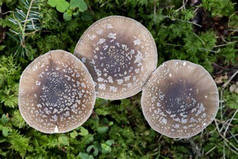 WORKSHOP Introduction To Fungi Alison Pouliot Photography