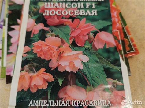 Черенки ампельной бегонии Шансон купить в Москве | Товары для дома и ...
