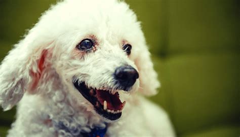 Poodle Saiba tudo sobre essa linda raça de cachorro