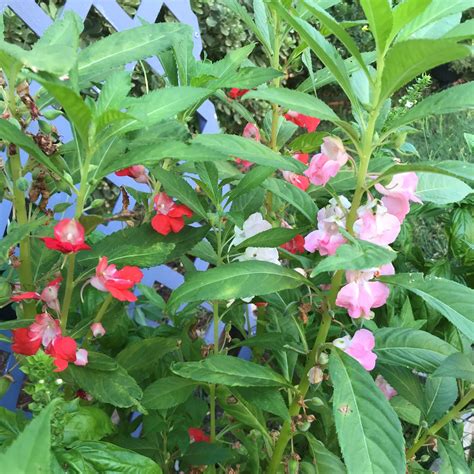 How To Grow Balsam Flower Wellness Gardens