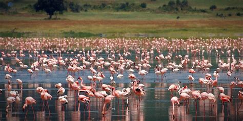 Ngorongoro Crater Safari Tanzania » Kenya Safaris| Tanzania Safaris ...