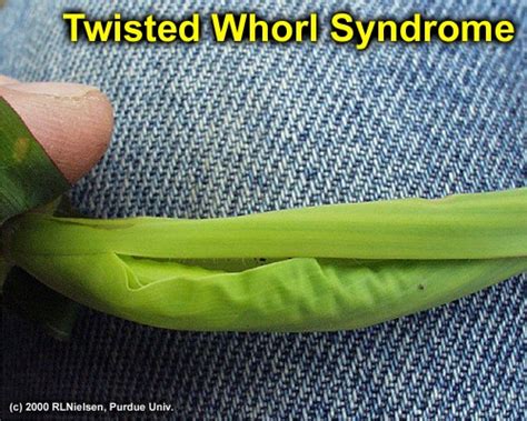 Twisted Whorl Symptoms In Corn Purdue Univ