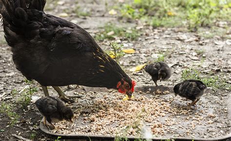 Vitamins And Minerals For Chickens Why When How Fast Feed 360