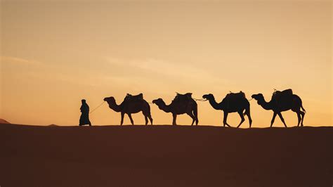 Merzouga Camel Trekking Desert Activity